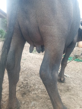 ભેશ