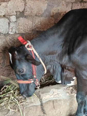 Hf  ગાય વેચવાની છે