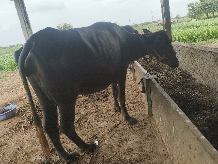 ભેંસ વેચવાની છે