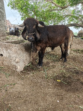 ગિર ઓડકી વેચવાની છે