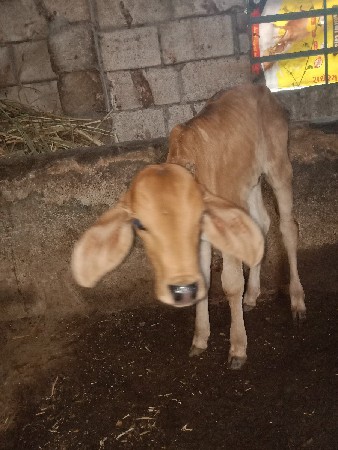 જરશી  ગીર   કોષ