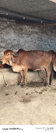 2 ગાયો વેચવાની છે