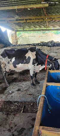 hf ગાય વેચવા ની છે