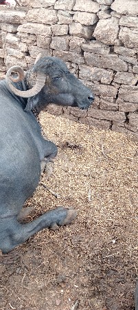 vishal rabari