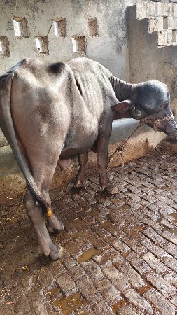 R D Gojiya