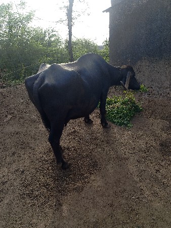 ભેશ વેશવાની હે