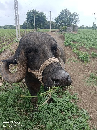 9 લિટર દૂધ જાફરાબાદી