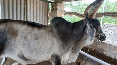 બળદ  વેચવા નો છે