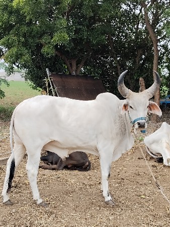 ઘોડલાં વેચવા ના છે