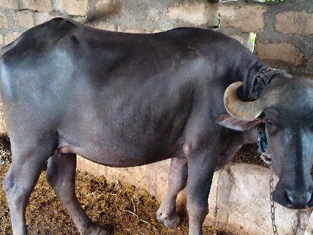 ભેંસ વેચવાની