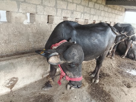 વેચવાની