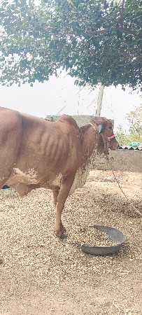 ગીર હોળકી