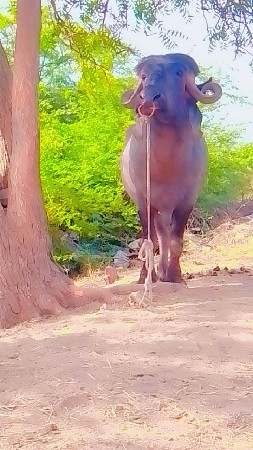 પાડો વેચવાનો છે