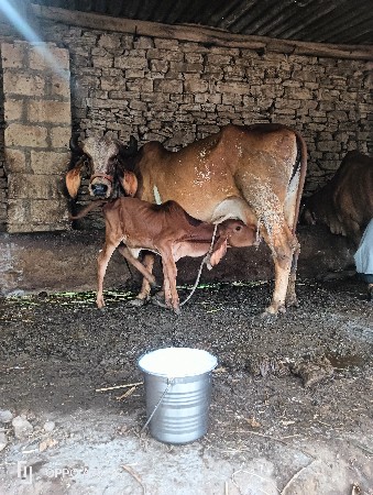 ગાયો વેચવાની છે
