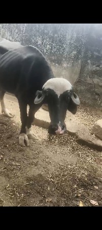 2 vechvani se
