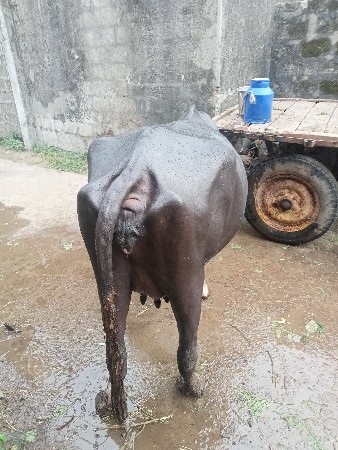 15 દિવસની વાય ગલ છે
