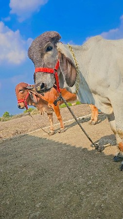 બે હોડકી વેચવા ની છે એક સફેદ