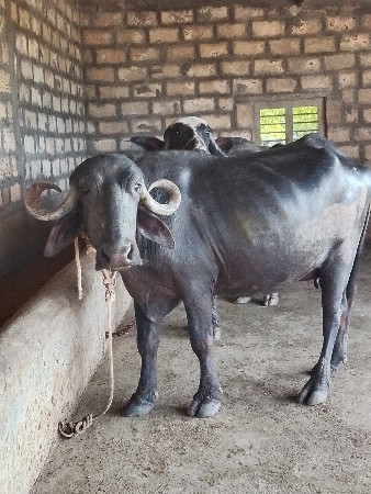 પેલા વેતરમાં બે ખડેલી વેચવાની છે
