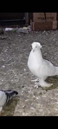 કબુતર દેવાના છે