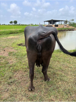 વેસવા ની સે