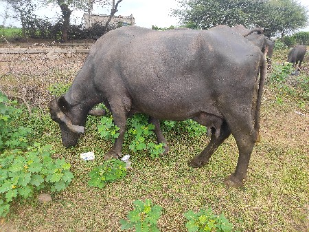 ભેસ વેચવાની છે