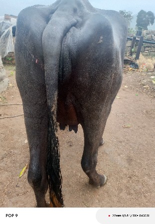 ભેંસ વેચવાની છે