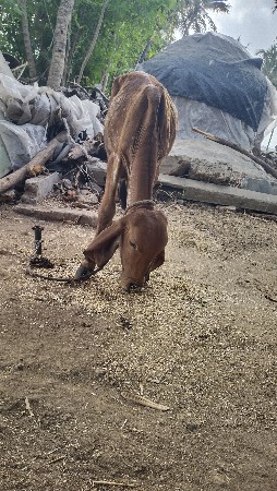 વાછડી વેચવાની છે