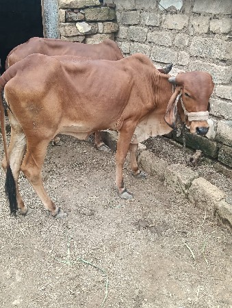 દેશી ઓડકી વેચવાની છે.