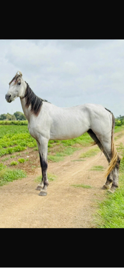 આ ઘોડો વેસવાનો છે