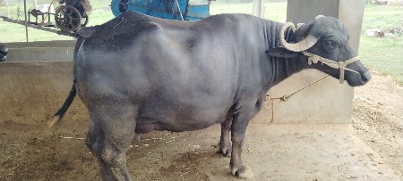ભેંસ વેચવાની છે