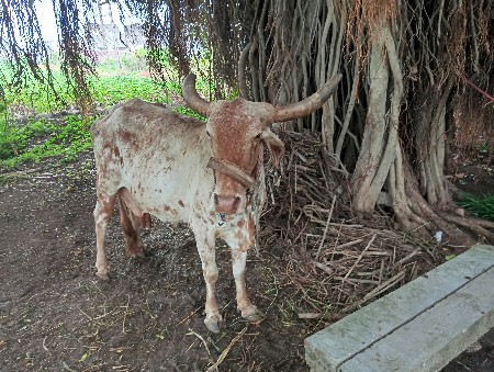 ગાય વેચવાની છે  તાજી વિહાયેલ