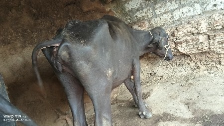 આં ખલેડી વેચવાની છે