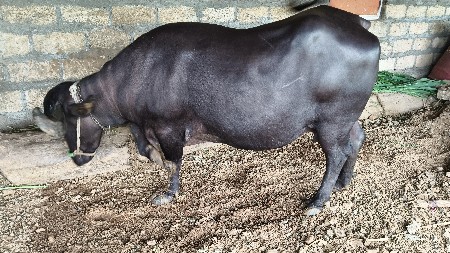ભેંસ વેસવાની સે બીજું વેતર