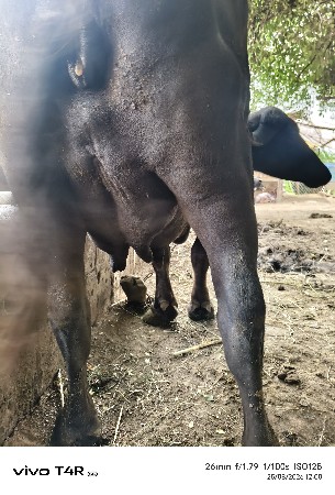 ભેસ