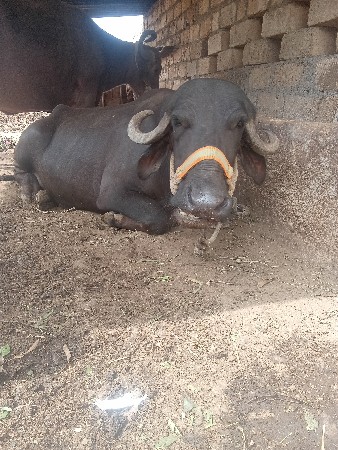 ભેસ