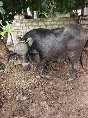 રાહુલ  રવાલિય  ખડિયા
