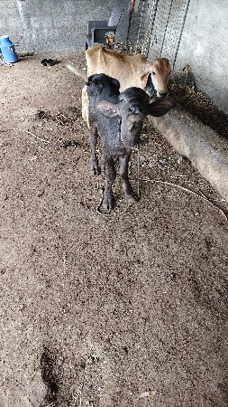 બે ભેંસો વેચવાની છે