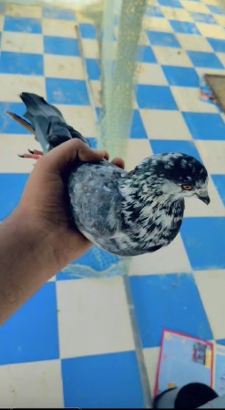 ખેરો નર છે અને જંગી માદિ છે
