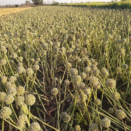 રોજ પતી ડુંગળી બિયારણ
