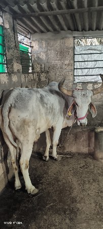 બળદ વેચાણ નો છે