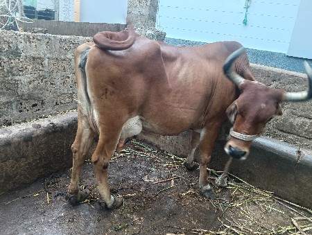 ગીર કોર્સ જર્સી ગાય વેસવાની સે