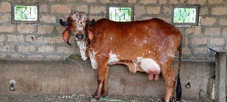 ગાય વેચવા ની છે