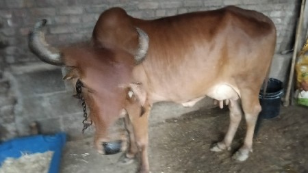 ગાય વેચવાની છે