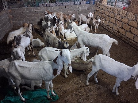 બકરા વેચવાના છે