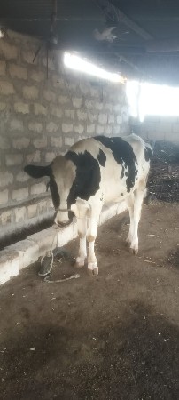 એસએફ વર્ડકી