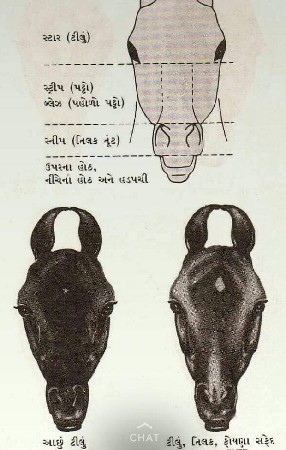 નુકરી વછેરી