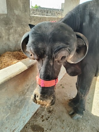 ખડેલુ સે વેચાવ