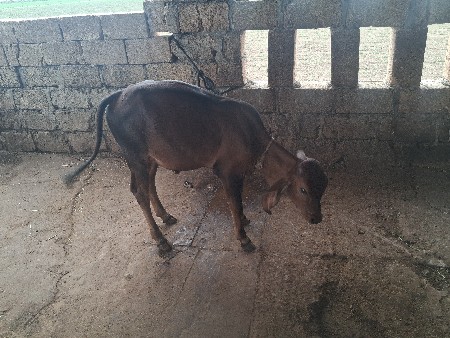 વેસવાનીસે