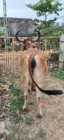 ગાય વેચવાની છે