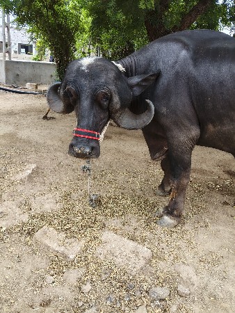 ભેંસ વેચવાની છે